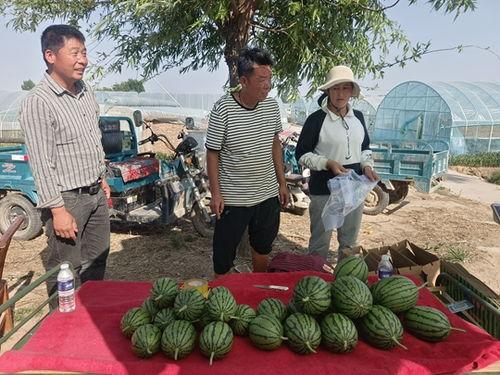 中牟吊瓜今日价格行情,价格波动解析