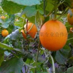 山东莘县小吊瓜今日价格,价格行情一览