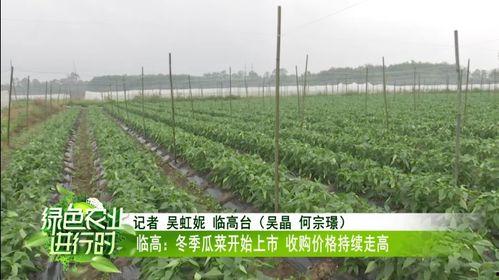 今日的瓜菜价格表,市民菜篮子成本几何？