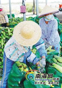 今日的瓜菜价格表,市民菜篮子成本几何？