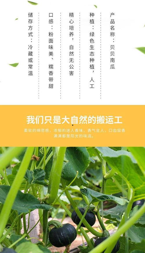 小瓜今日蔬菜报价表,新鲜蔬菜价格一览，尽在小瓜今日报价”