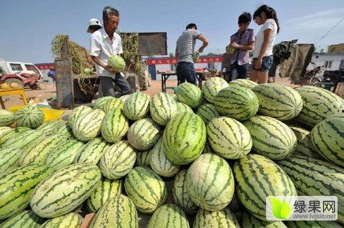 宁夏硒砂瓜今日行情走势,今日走势解析”