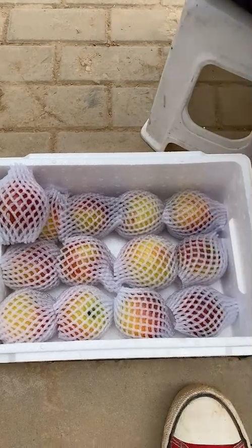 海南哈密瓜25号今日价格,价格行情一览”