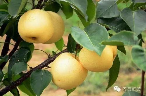 东庄头今日茭瓜价格,新鲜上市，品质保证！”