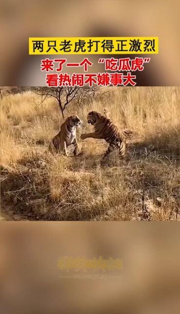 老虎莱今日吃瓜,揭秘娱乐圈最新热点